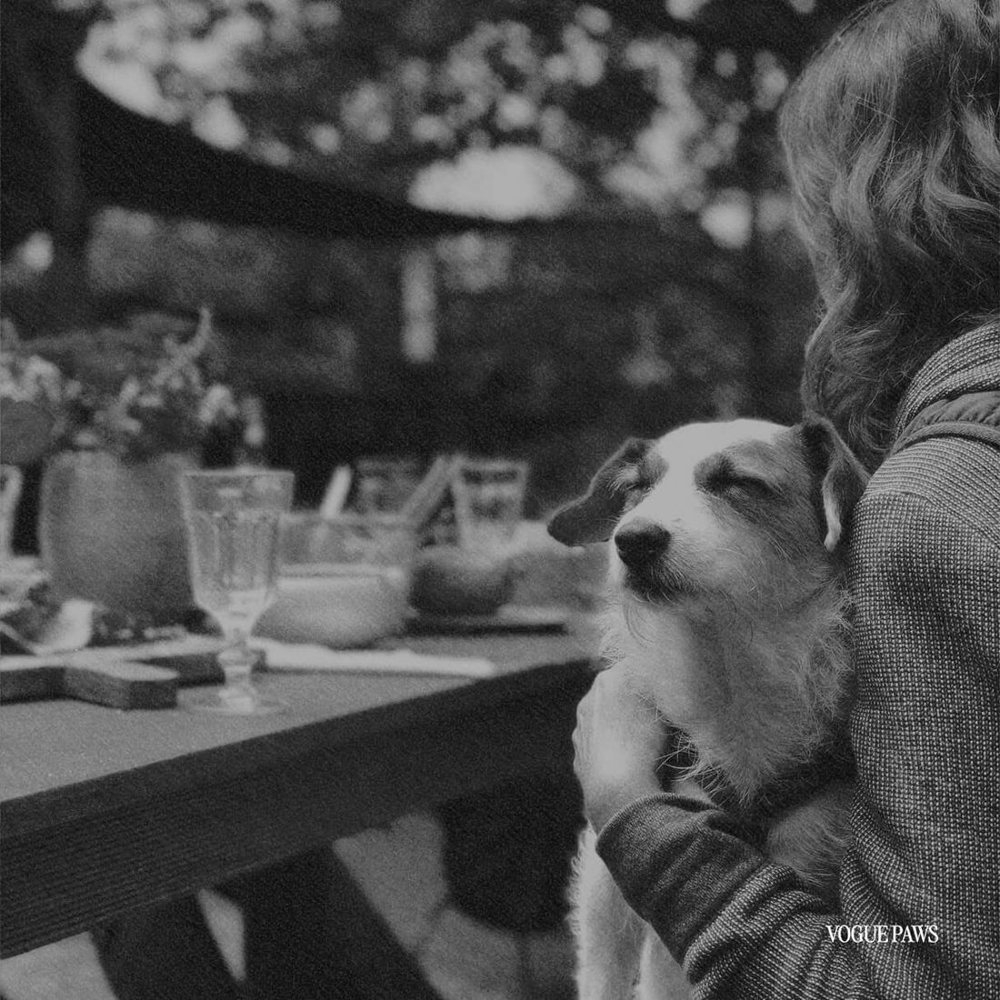 how to cope with losing a pet suddenly