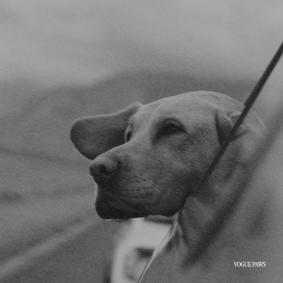 What to gift someone who lost a pet