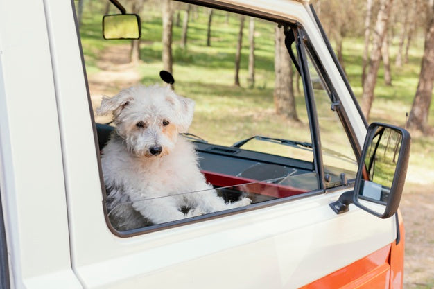 A Few Great Ways to Spoil Your Pet