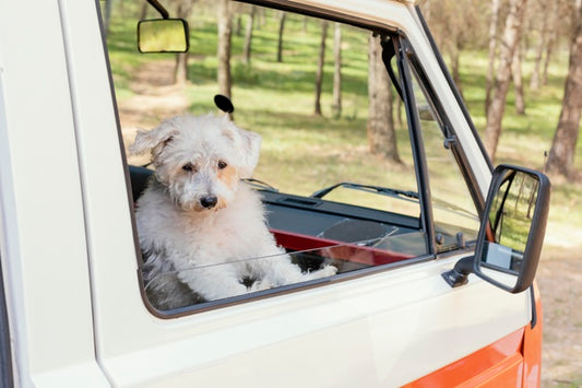 A Few Great Ways to Spoil Your Pet