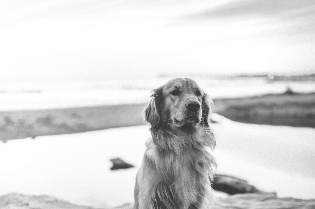 I Miss My Dog: How to Cope with Losing a Pet Suddenly.