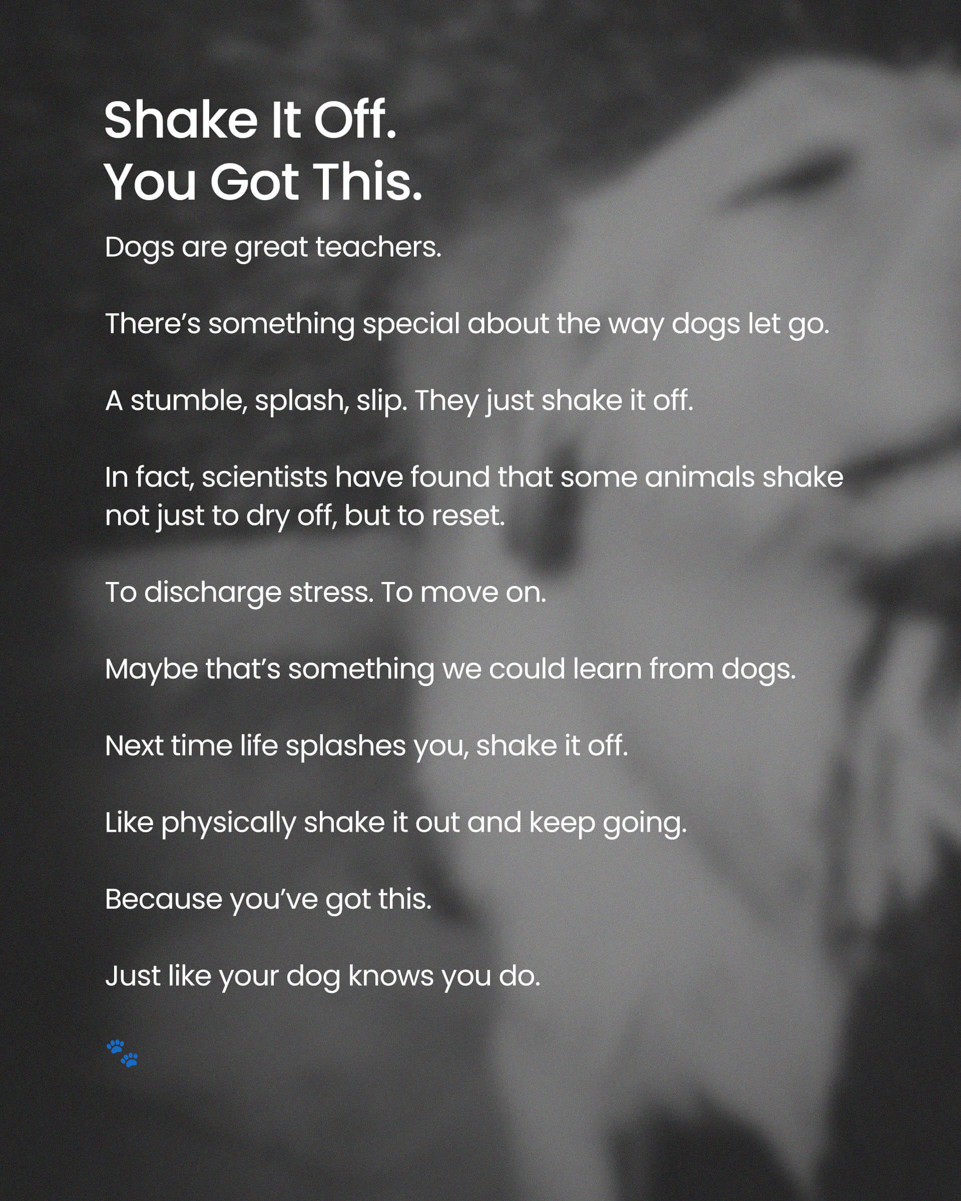 dog, dog art, dog mom, dog dad, gift for dog mom, gift for dog dad, golden retriever, golden retriever art, black and white art, dog wall art, inspirational dog quote, meaningful dog gift, pet lover gift, muddy dog, smiling dog, dog photography print, motivational dog poster, dog decor, dog lover wall art