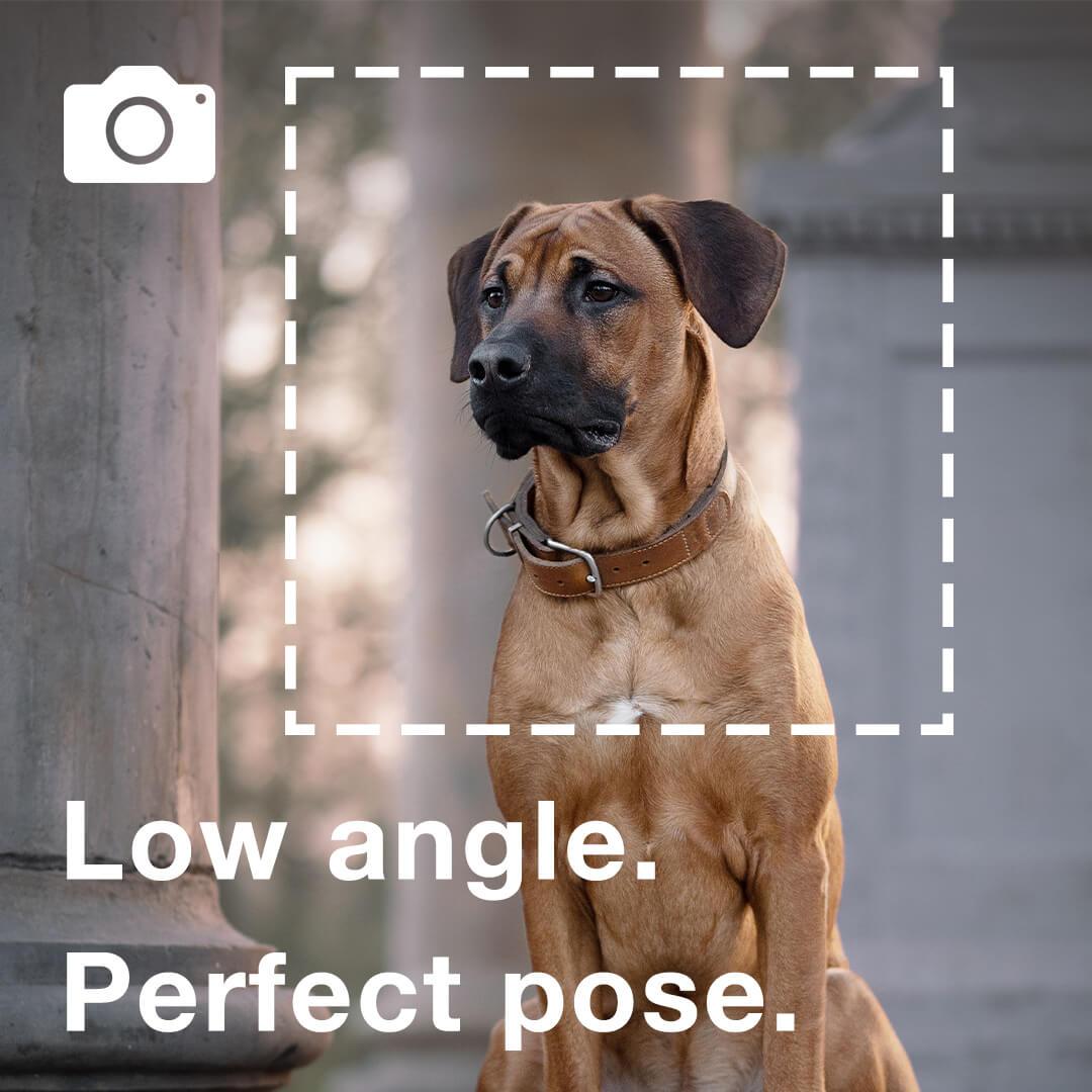 Vogue Duotone - Custom Pet Canvas - Vogue Paws